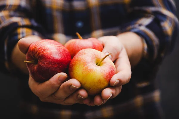 man holding apples in his hands wearing flannel, farm produce and agriculture lifestyle concept