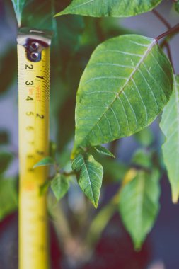 green leaves from a poinsettia plant with measuring tape checking its growth, concept of gardening tips