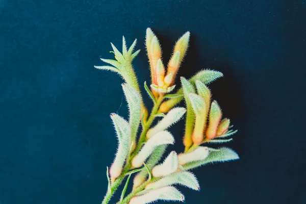 Close Flores Pata Canguru Com Tons Verde Pálido Vermelho Fundo — Fotografia de Stock