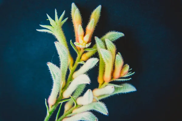 close-up of kangaroo paw flowers with pale green and red tones on dark background