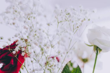 Bebek nefes çiçek beyaz arka plan üzerinde dallarında alan sığ derinlikte vurdu