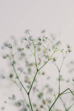 Bebek nefes çiçek beyaz arka plan üzerinde dallarında alan sığ derinlikte vurdu