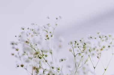 Bebek nefes çiçek beyaz arka plan üzerinde dallarında alan sığ derinlikte vurdu