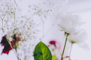 Bebek nefes çiçek beyaz arka plan üzerinde dallarında alan sığ derinlikte vurdu