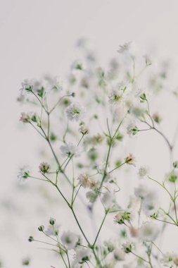 Bebek nefes çiçek beyaz arka plan üzerinde dallarında alan sığ derinlikte vurdu