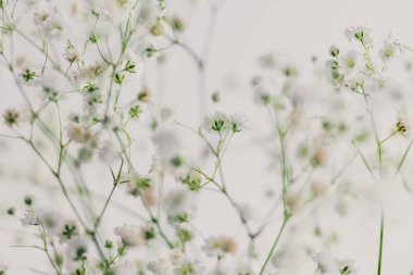 Bebek nefes çiçek beyaz arka plan üzerinde dallarında alan sığ derinlikte vurdu