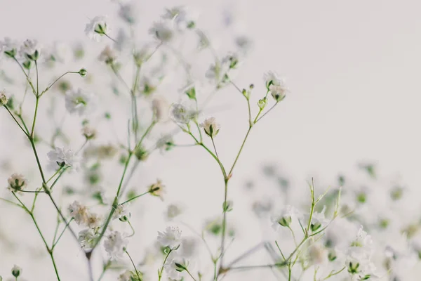 branches of baby breath flowers on white background shot at shallow depth of field