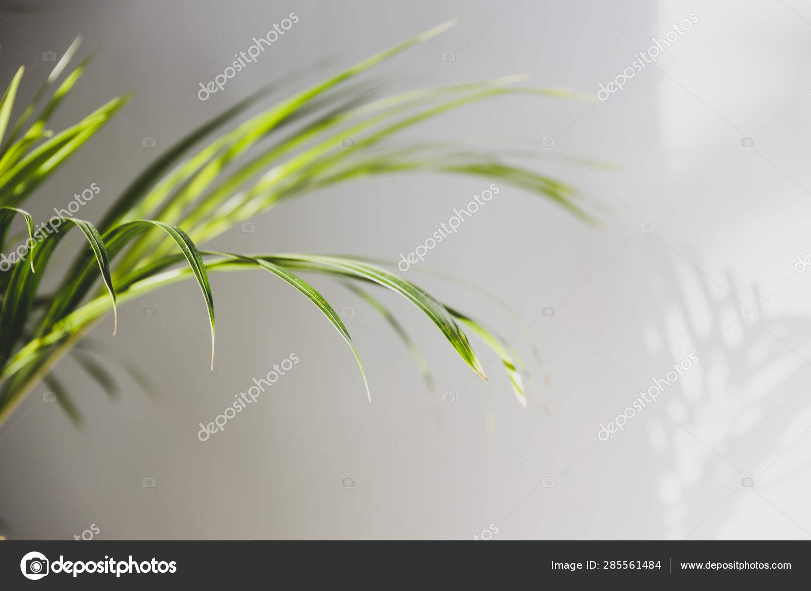 Golden Cane Palm Tree In Indoor Setting With White Background