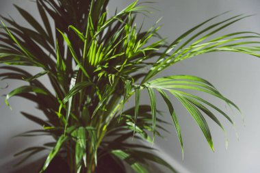 beyaz arka plan ile kapalı ortamda altın baston palmiye ağacı