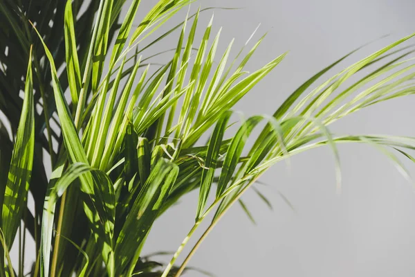 Palmera de caña dorada en un entorno interior con fondo blanco —  Fotos de Stock