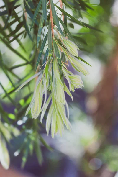 호주 캘리스템잎(병 브러쉬 식물이라고도 함)) — 스톡 사진