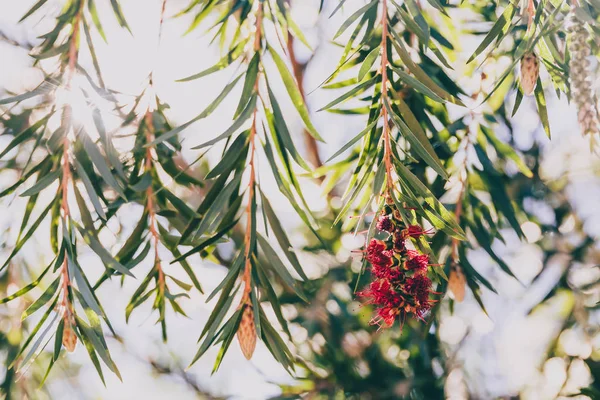 오스트레일리아 칼리스템 나무 (병 브러쉬 식물이라고도 함) 위트 — 스톡 사진