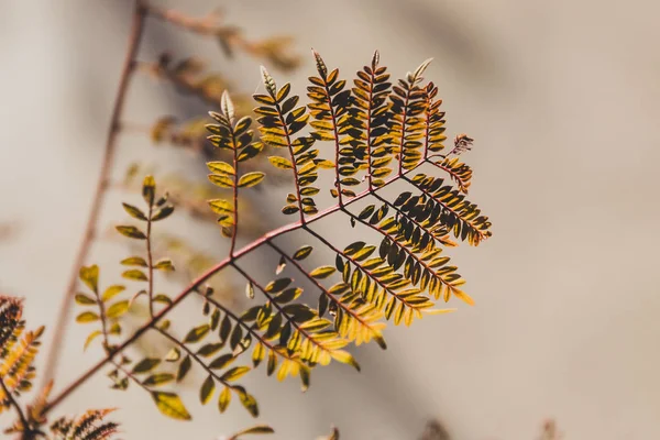 golden Austrlian jacaranda leaves shot at shallow depth of field