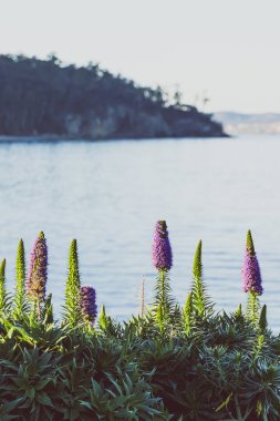 Tazmanya'da avustralya plajı mor echium çiçekleri büyüyor 