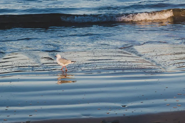 ビーチで海岸を歩くカモメ — ストック写真