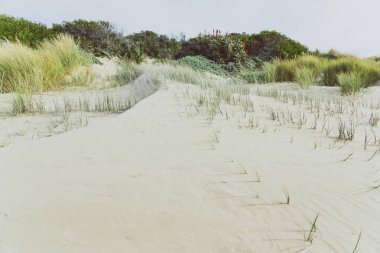 aloe ve dahil olmak üzere beyaz kum ve bitki örtüsü ile plaj manzara