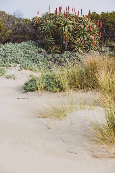 Paesaggio balneare con sabbia bianca e vegetazione tra cui aloe ve — Foto Stock