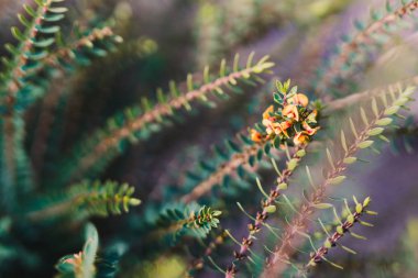 eutaxia obovata da sarı akış ile yumurta ve pastırma bitki denir