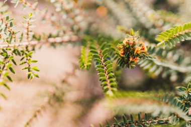 eutaxia obovata da sarı akış ile yumurta ve pastırma bitki denir