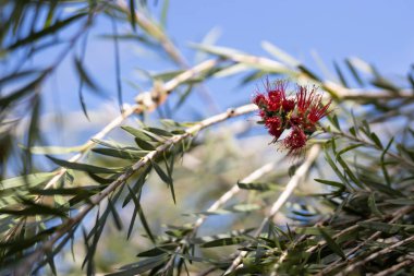 callistemon bitki de kırmızı çiçeklerile şişe fırça ağacı denir