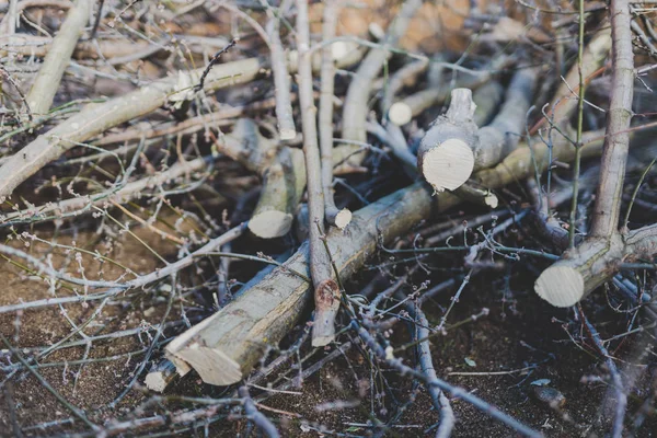 Ветки срезали дерево, упавшее на землю — стоковое фото