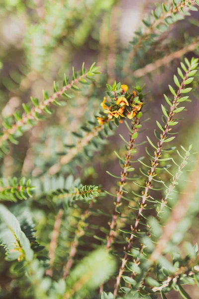 Eutaxia obovata 또한 노란색 흐름계란과 베이컨 식물이라고 — 스톡 사진