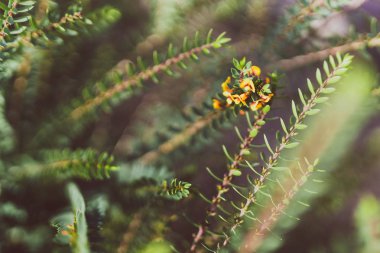eutaxia obovata da sarı akış ile yumurta ve pastırma bitki denir
