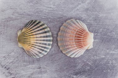 gri arka plan üzerinde renkli deniz kabukları grubu