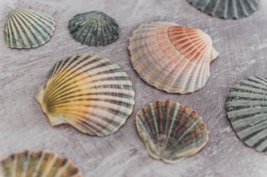 gri arka plan üzerinde renkli deniz kabukları grubu