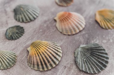 gri arka plan üzerinde renkli deniz kabukları grubu