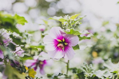 ebegümeci syriacus althea sharon çiçek gül (ayrıca aphh denir