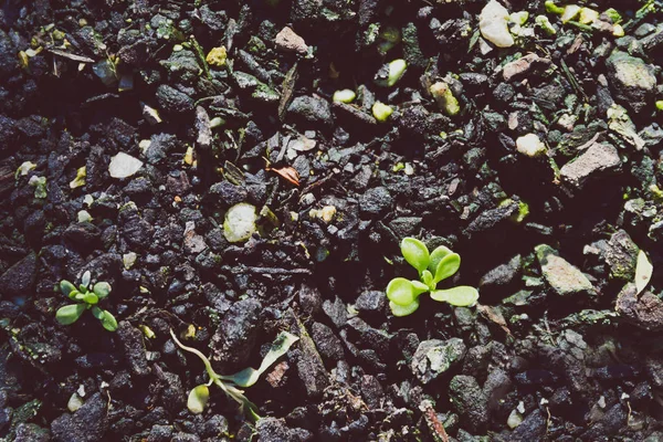 Kleine grüne Sämlinge, die aus dem Boden auftauchen — Stockfoto
