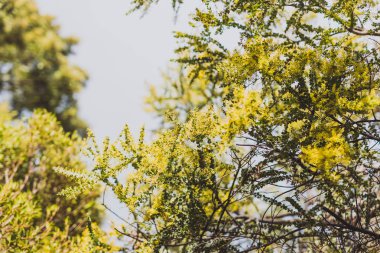 çiçek lenmek üzere sarı çiçekleri ile wattle ağaç
