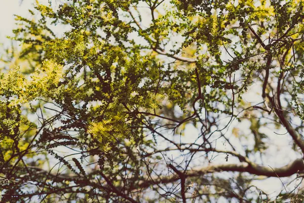 Drzewo Wattle z żółtymi kwiatami o kwitnąć — Zdjęcie stockowe