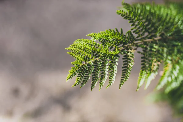 Detail of fern leaves shot at shallow depth of field — Stock Photo, Image