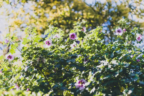 히비스커스 시리아쿠스 알테아 장미 의 샤론 꽃 (또한 aphh라고도 함) — 스톡 사진