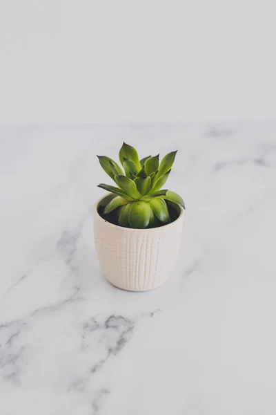 Tiny white pot with green succulent plant on marble tabletop — Stock Photo, Image