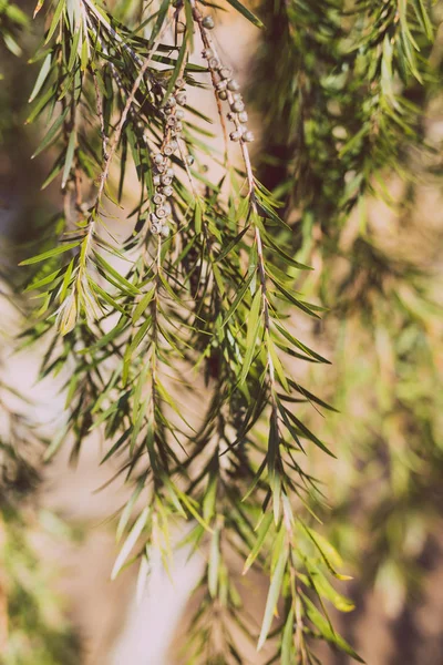 칼리스템 병 브러쉬 나무 가지의 세부 사항 — 스톡 사진