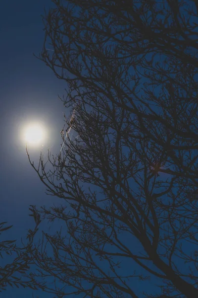 Luna llena brillando sobre ramas desnudas de árboles en las tinieblas —  Fotos de Stock