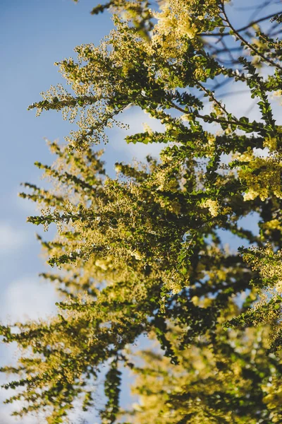 オーストラリア原産のワトルの木が咲き始める — ストック写真