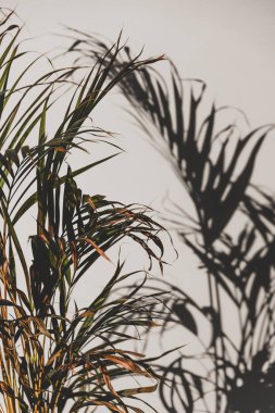 palmiye ağacı duvarda gölge ile kapalı seting yaprakları