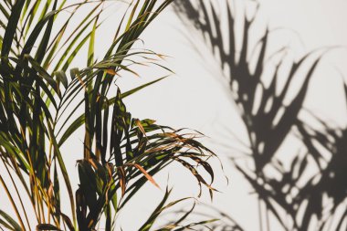 palmiye ağacı duvarda gölge ile kapalı seting yaprakları