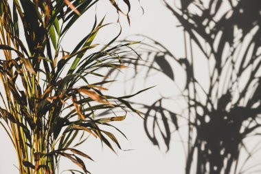 palmiye ağacı duvarda gölge ile kapalı seting yaprakları