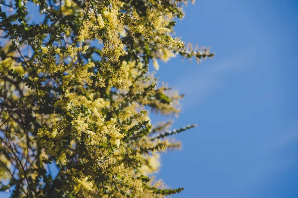 Natív ausztrál Wattle Tree arról, hogy virágzik — Stock Fotó