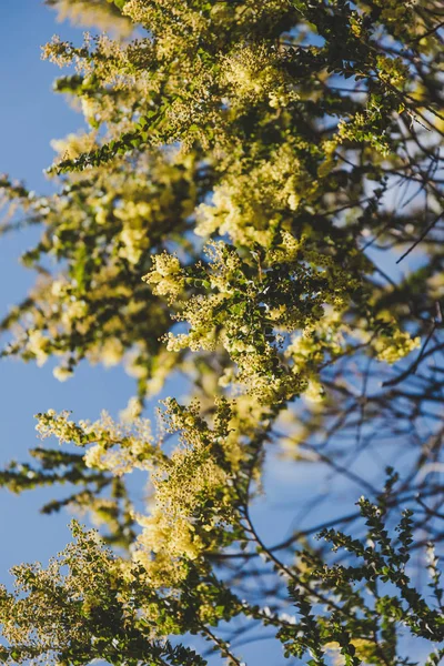 Natív ausztrál Wattle Tree arról, hogy virágzik — Stock Fotó