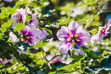 ebegümeci syriacus althea sharon çiçek gül (ayrıca aphh denir