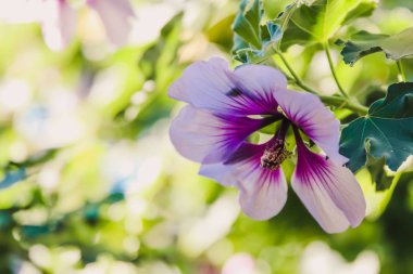ebegümeci syriacus althea sharon çiçek gül (ayrıca aphh denir