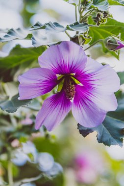ebegümeci syriacus althea sharon çiçek gül (ayrıca aphh denir