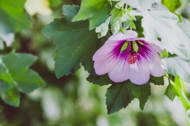 ebegümeci syriacus althea sharon çiçek gül (ayrıca aphh denir