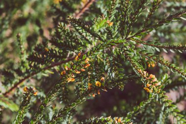 eutaxia obovata (yumurta ve pastırma bitki olarak da adlandırılır) yeşil spi ile